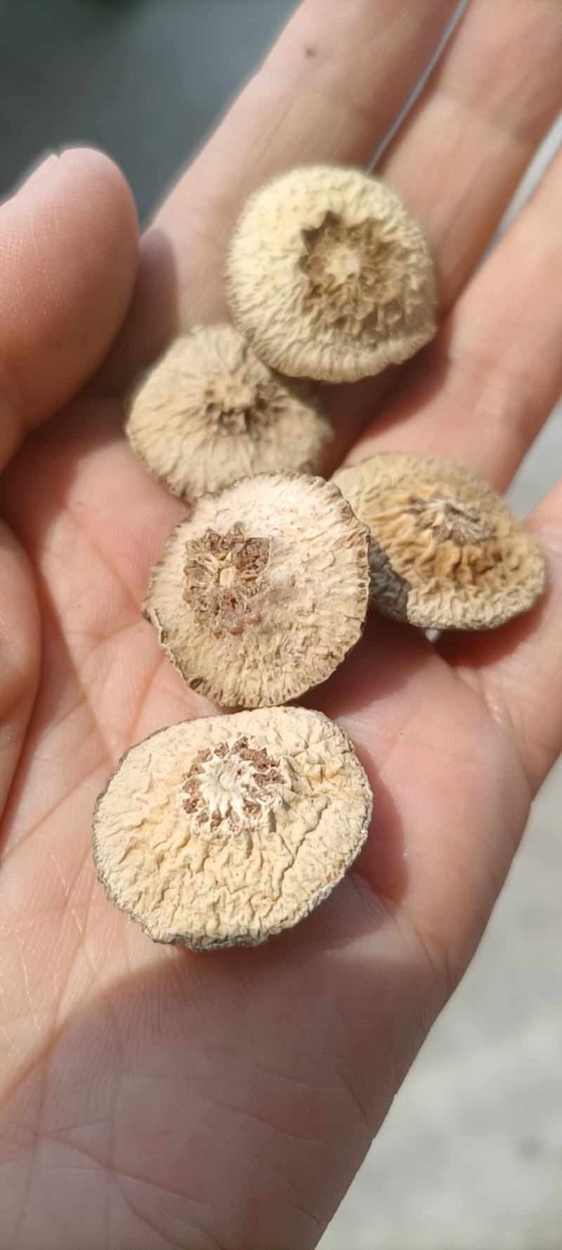 陕西省汉中市洋县枳实小香园豆豆两半和整颗