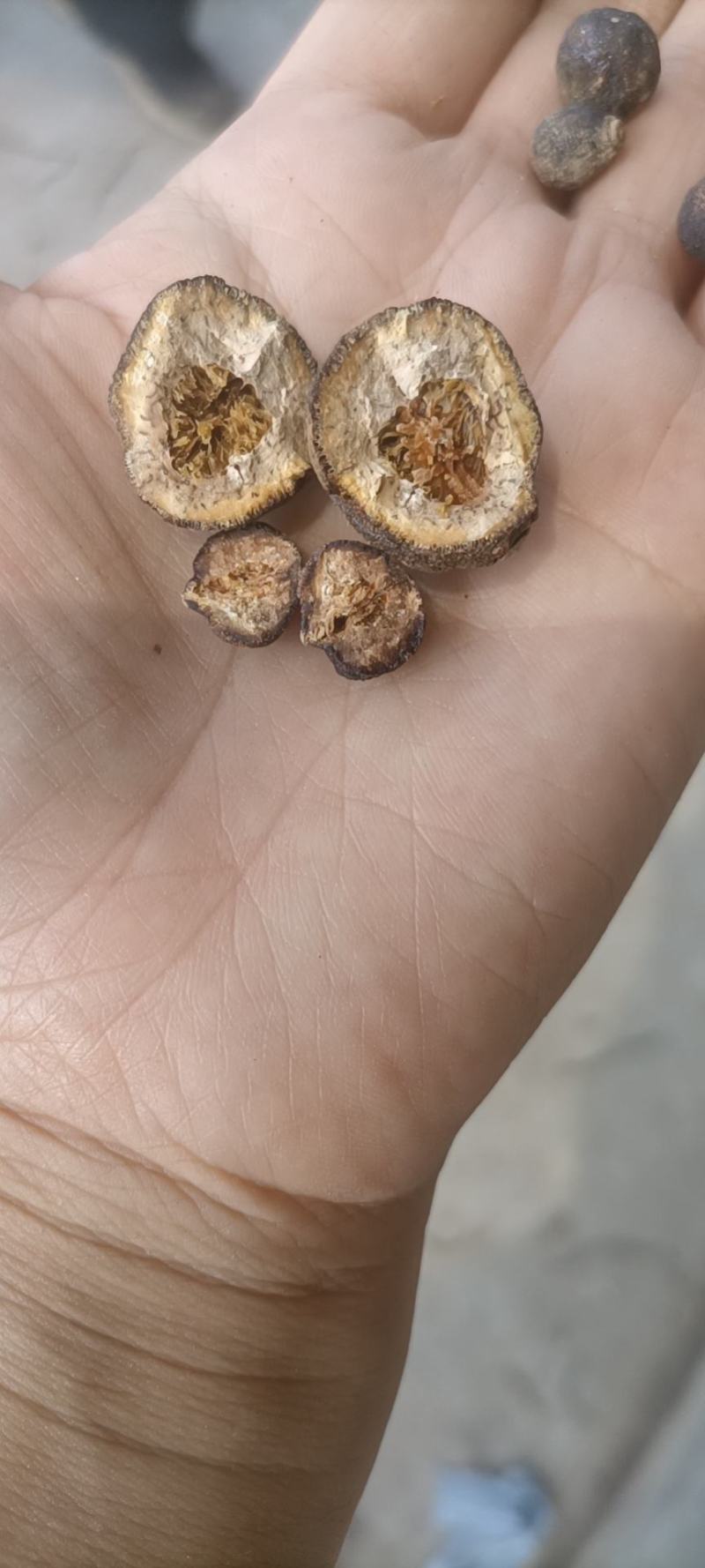 陕西省汉中市洋县枳实小香园豆豆两半和整颗