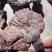 大山里野生灵芝