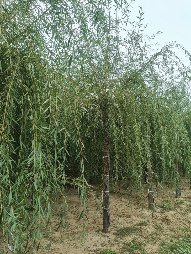 嫁接垂柳