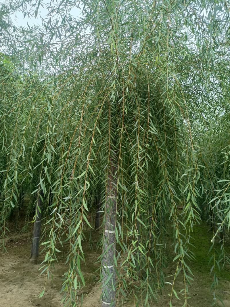 嫁接垂柳