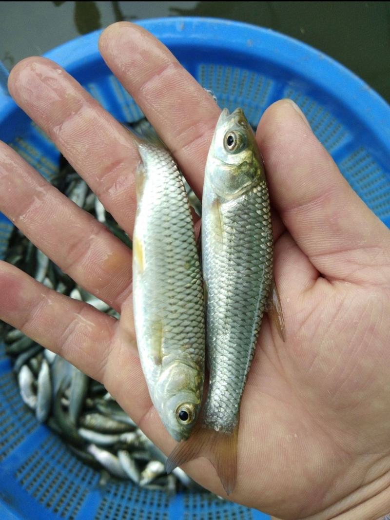 草鱼苗，欢迎各位老板来电咨询，免费送货上门，货到付款
