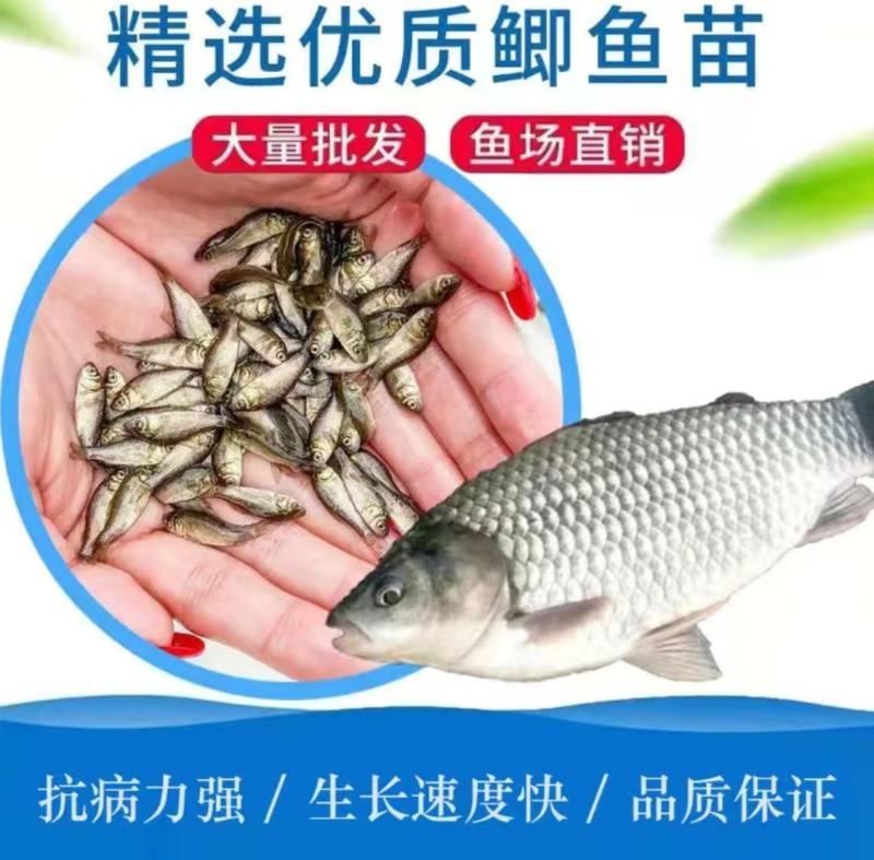 鲫鱼苗，欢迎各位老板来电咨询，免费送货上门，货到付款