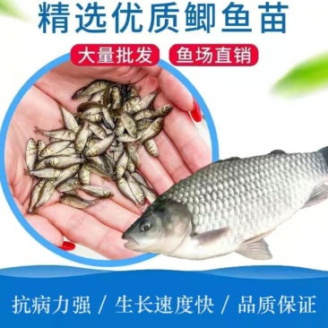 中科三号鱼苗，草鱼，鲤鱼，鲫鱼。会送货上门，货到付款