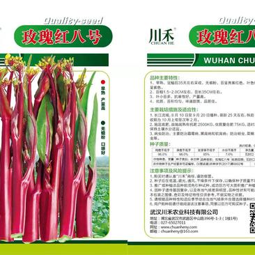 川禾玫瑰红八号红菜苔种子，早熟定植35天收货，三系杂交