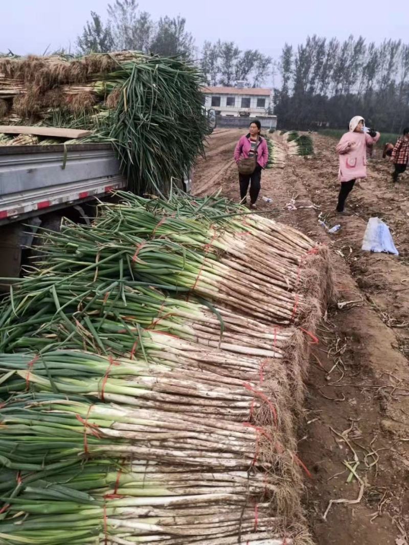 基地直供长白大葱，五指葱，毛葱葱嫩优质，质量保证货真价实