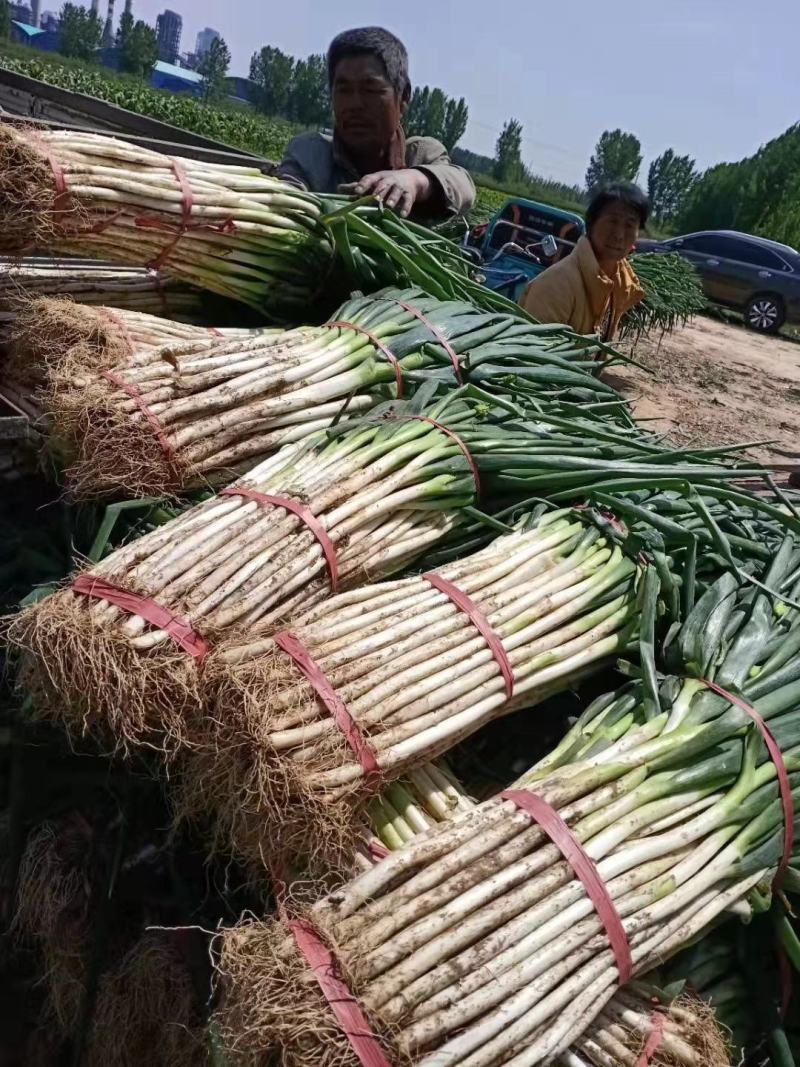 基地直供长白大葱，五指葱，毛葱葱嫩优质，质量保证货真价实