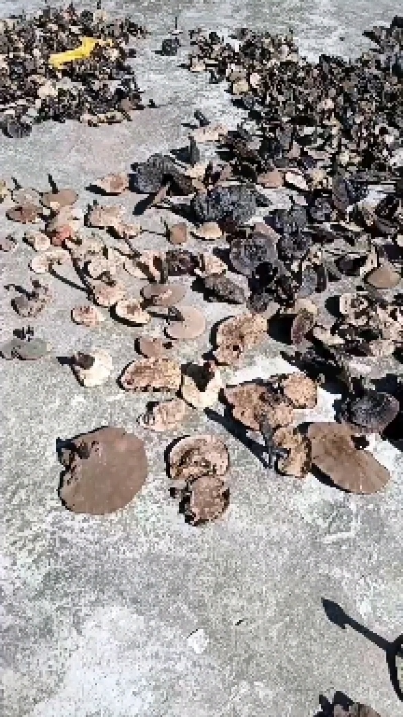 黑灵芝，贵州野生货，杜绝种植，保证质量，可视频看货！！！