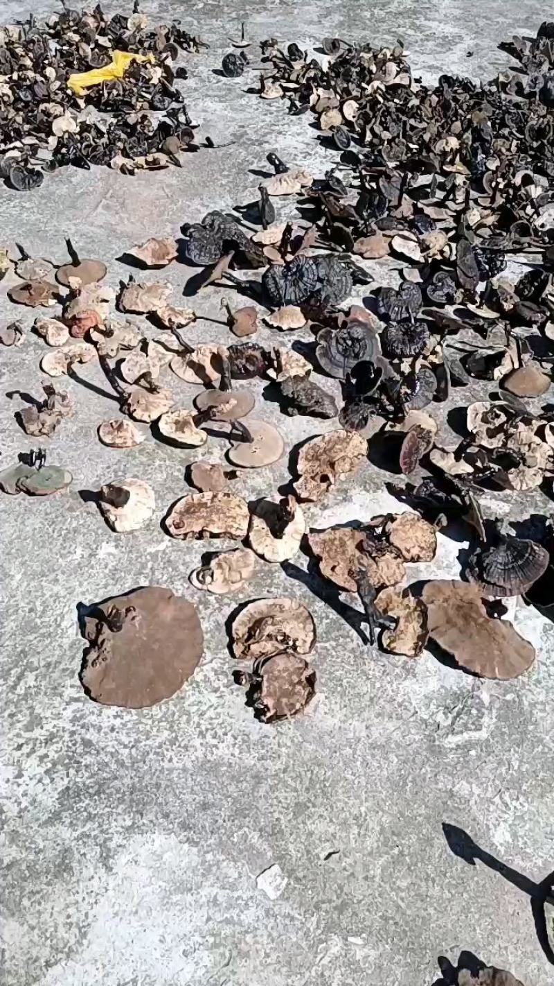 黑灵芝，贵州野生货，杜绝种植，保证质量，可视频看货！！！