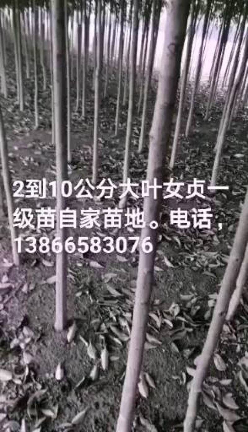 自家苗一级大女贞
