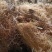 云南无硫野生玉米须包谷须天然植物云南雅诺生物之雪上小草