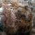 云南无硫野生玉米须包谷须天然植物云南雅诺生物之雪上小草