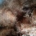 云南无硫野生玉米须包谷须天然植物云南雅诺生物之雪上小草