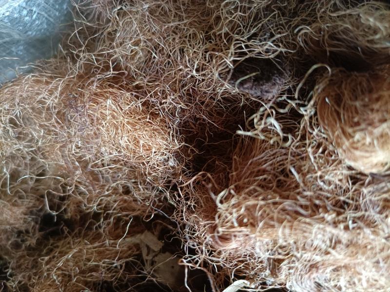 云南无硫野生玉米须包谷须天然植物云南雅诺生物之雪上小草