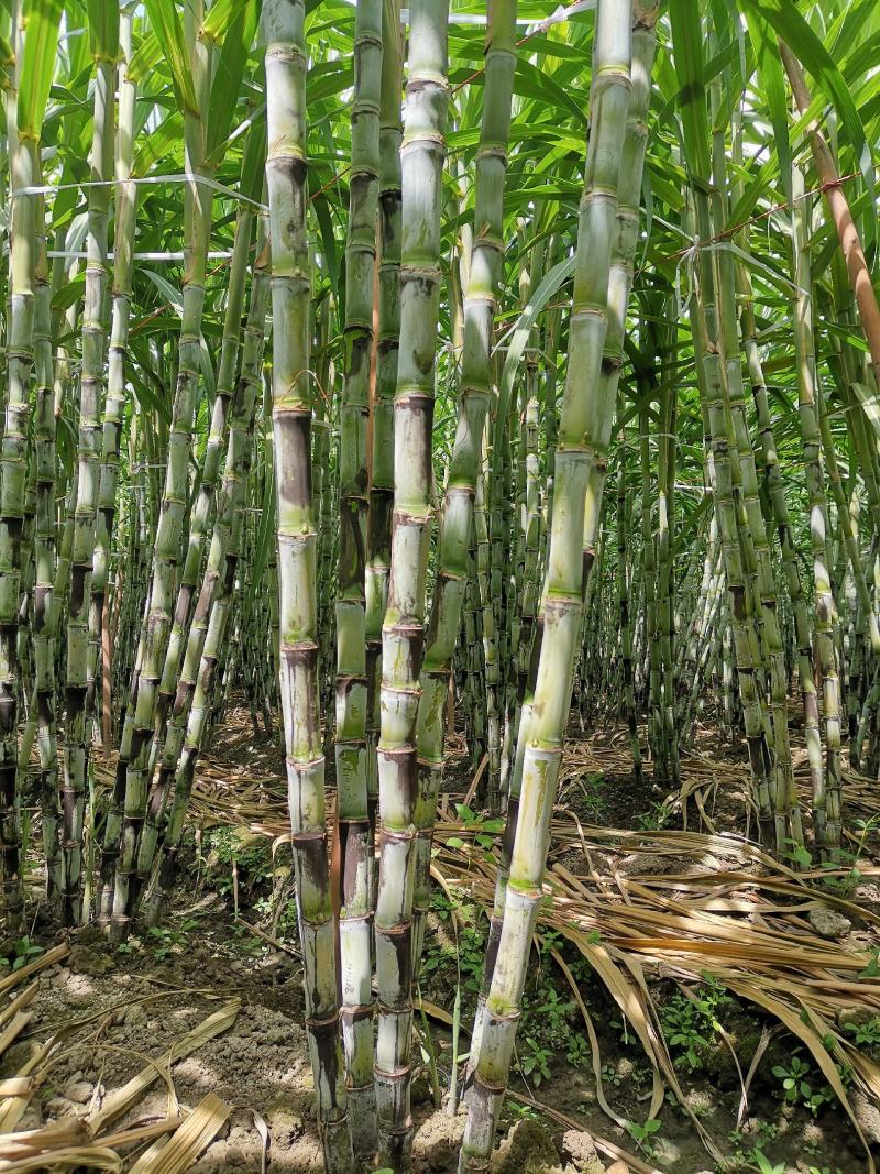 福建青皮甘蔗，节长多汁可口的果蔗，现砍现发，正宗农家种植