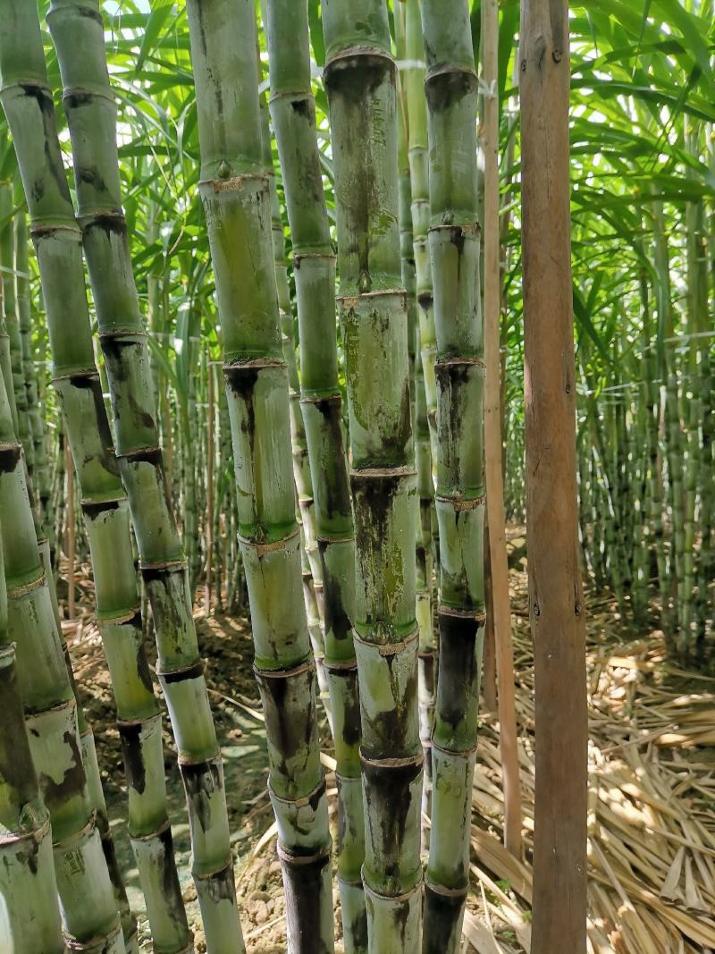 福建青皮甘蔗，节长多汁可口的果蔗，现砍现发，正宗农家种植