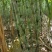 福建青皮甘蔗，节长多汁可口的果蔗，现砍现发，正宗农家种植