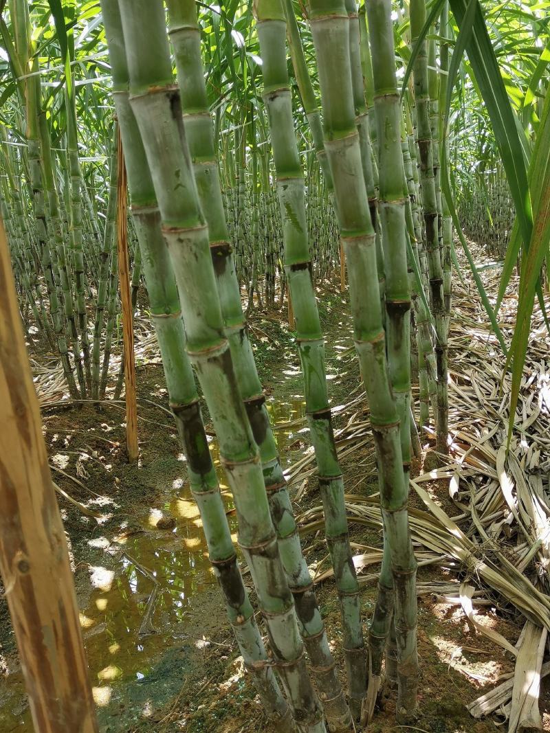 福建青皮甘蔗，节长多汁可口的果蔗，现砍现发，正宗农家种植