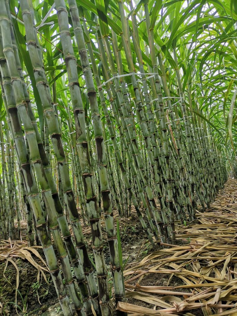 福建青皮甘蔗，节长多汁可口的果蔗，现砍现发，正宗农家种植