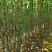 福建青皮甘蔗，节长多汁可口的果蔗，现砍现发，正宗农家种植