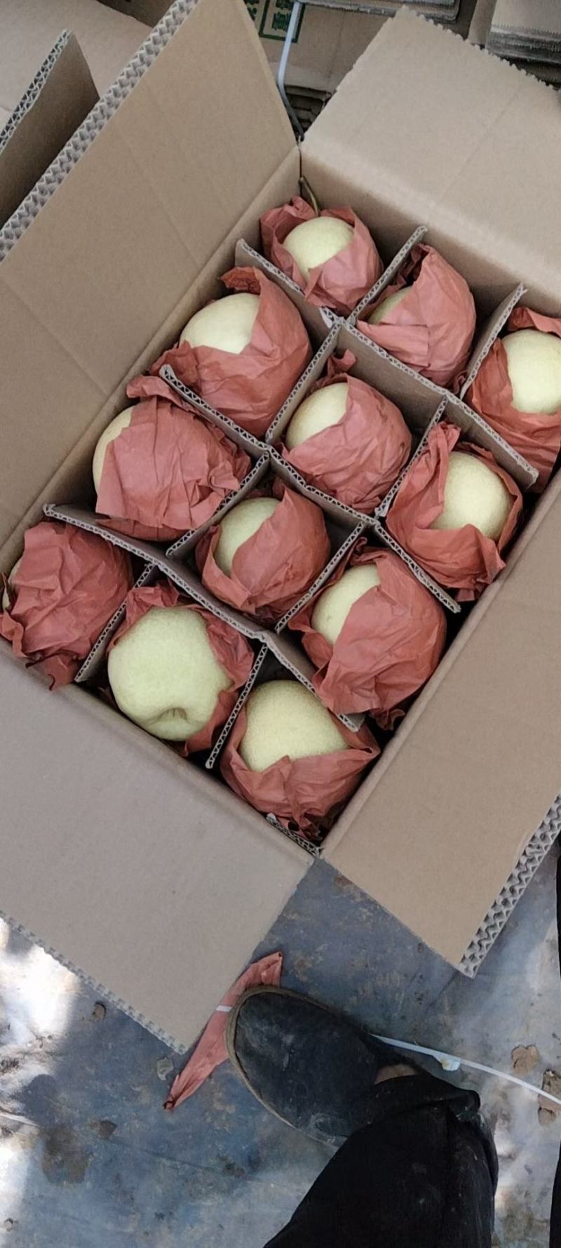 精品酥梨场地直销