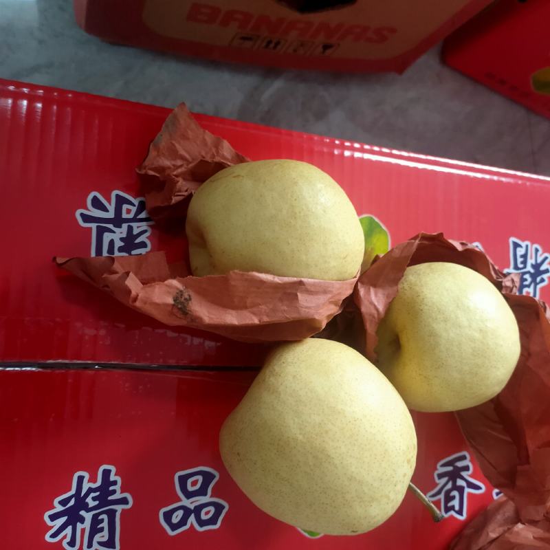 精品酥梨场地直销