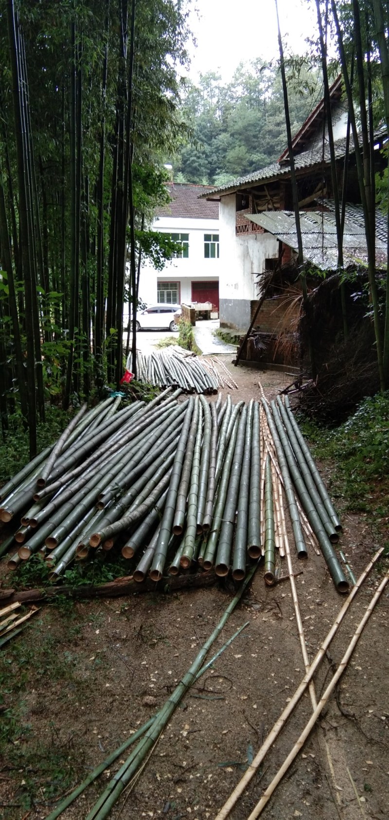 大棚用竹杆，各种规格尺寸的，羊肚菌专用...