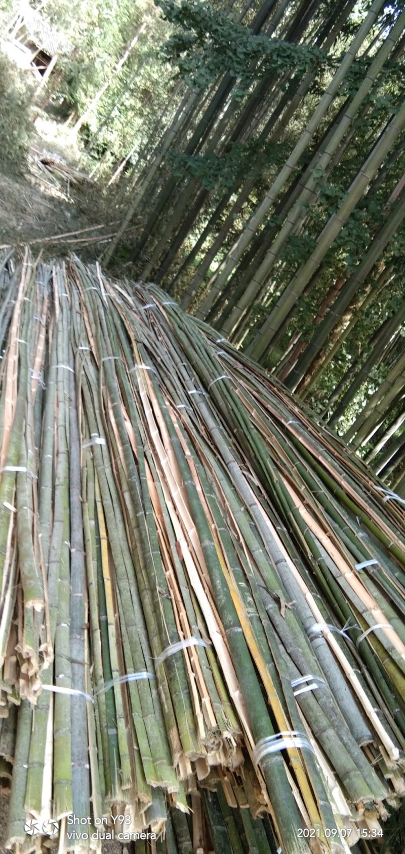 大棚用竹杆，各种规格尺寸的，羊肚菌专用...