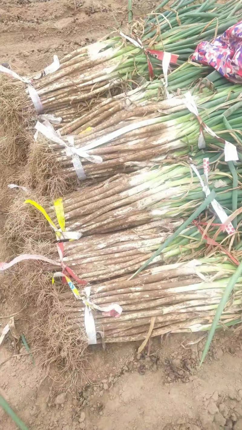 河北饶阳长白大葱，葱白长30--50，葱硬是葱杆60左右