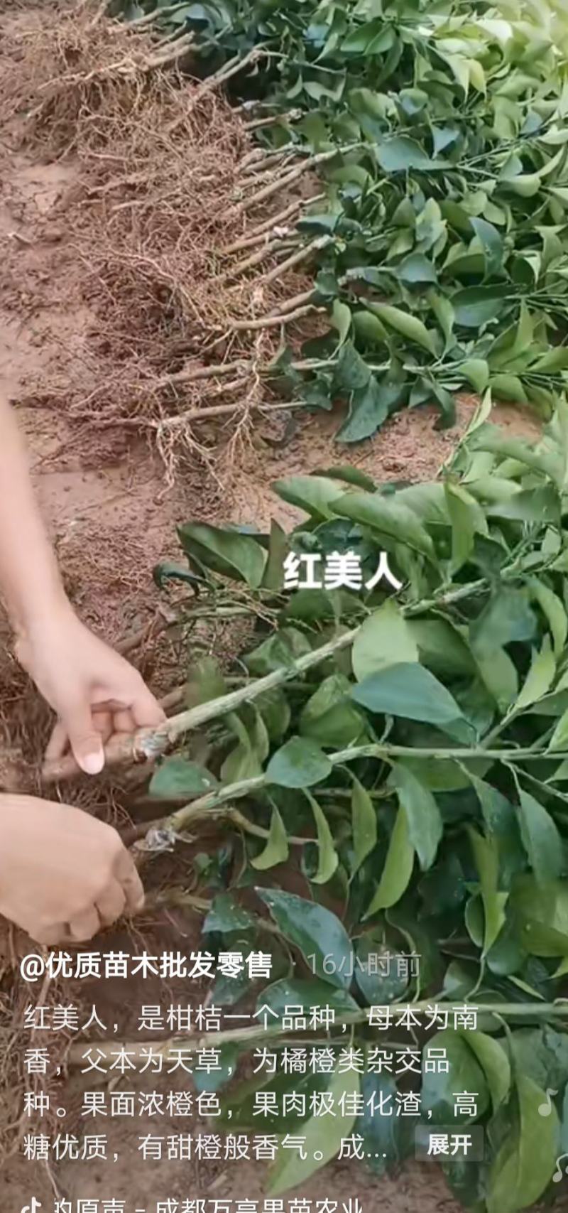 明日见，明日见大苗，1年，2年，3年！！！！！