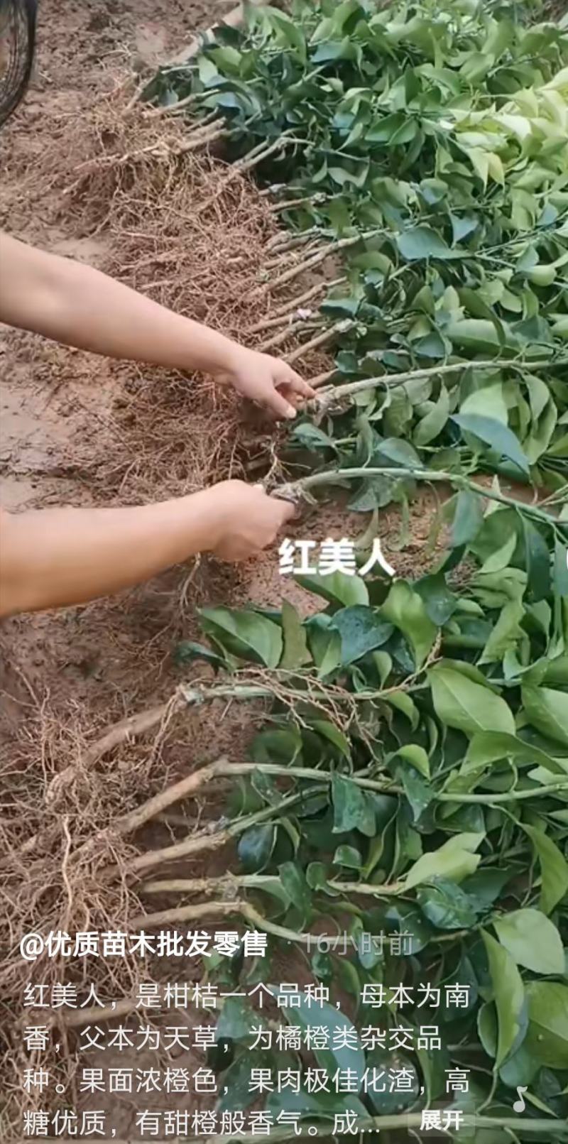明日见，明日见大苗，1年，2年，3年！！！！！