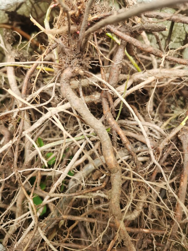 秦岭野生中草药小槐花饿蚂蝗山蚂蝗小儿疳积鲜货干品2斤包邮