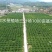 井冈蜜柚金沙柚基地。产品具有甘甜、柚香、肉脆、耐藏特点。