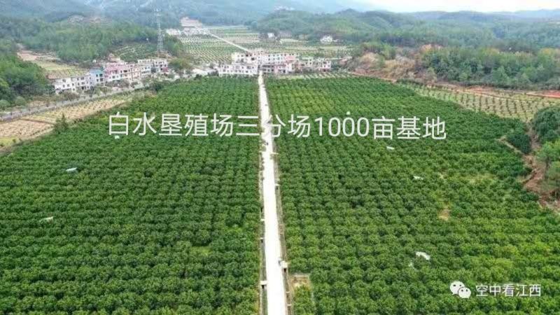 井冈蜜柚金沙柚基地。产品具有甘甜、柚香、肉脆、耐藏特点。