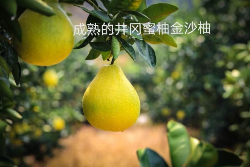 井冈蜜柚金沙柚基地。产品具有甘甜、柚香、肉脆、耐藏特点。