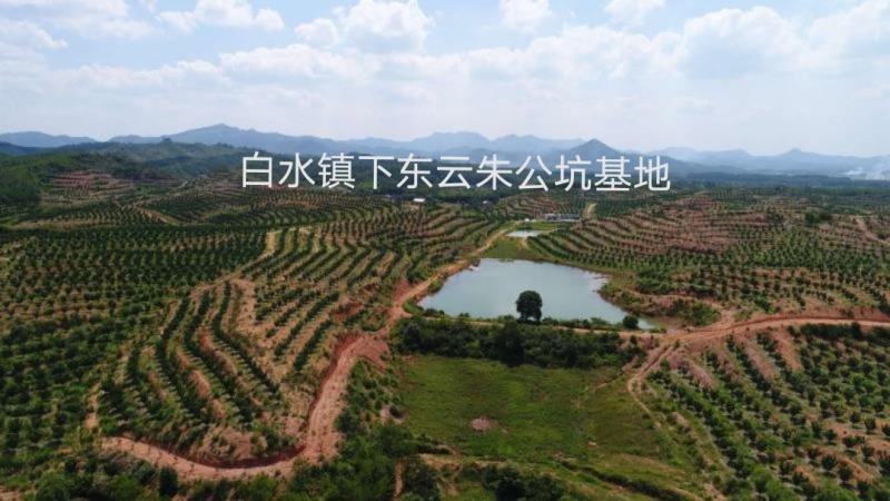 井冈蜜柚金沙柚基地。产品具有甘甜、柚香、肉脆、耐藏特点。