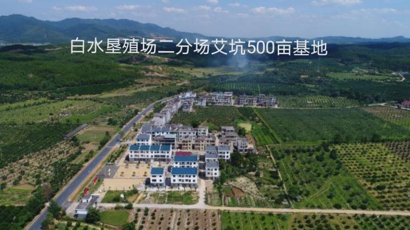 井冈蜜柚金沙柚基地。产品具有甘甜、柚香、肉脆、耐藏特点。