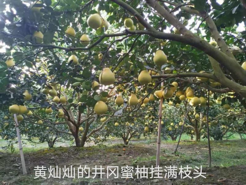 井冈蜜柚金沙柚基地。产品具有甘甜、柚香、肉脆、耐藏特点。