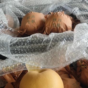 金磊果品大量供应秋月梨纸袋350~500g梨小二