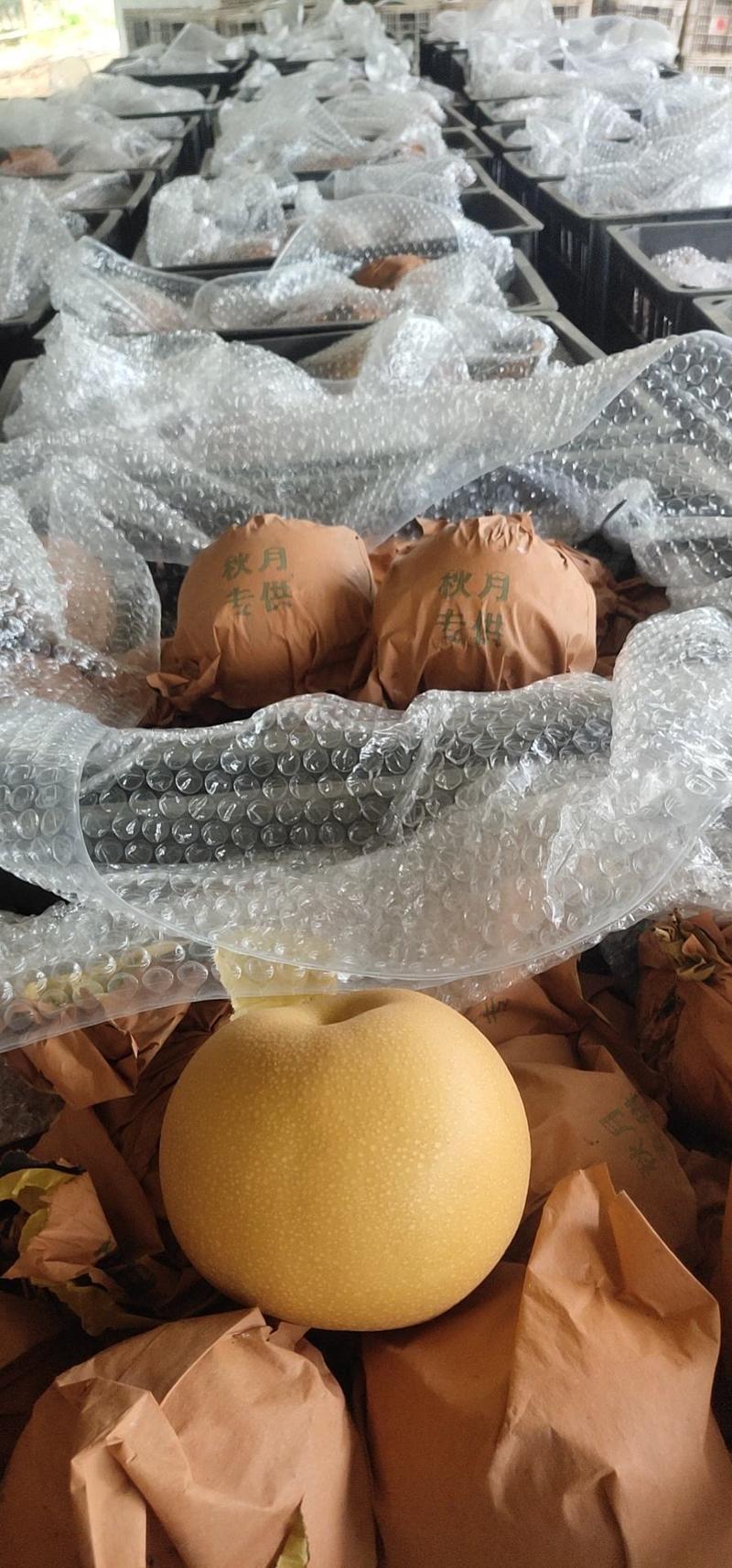 金磊果品大量供应秋月梨纸袋350~500g梨小二
