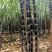 福建黑皮甘蔗，现砍现发，口感好，正宗农家种植，诚信合作！
