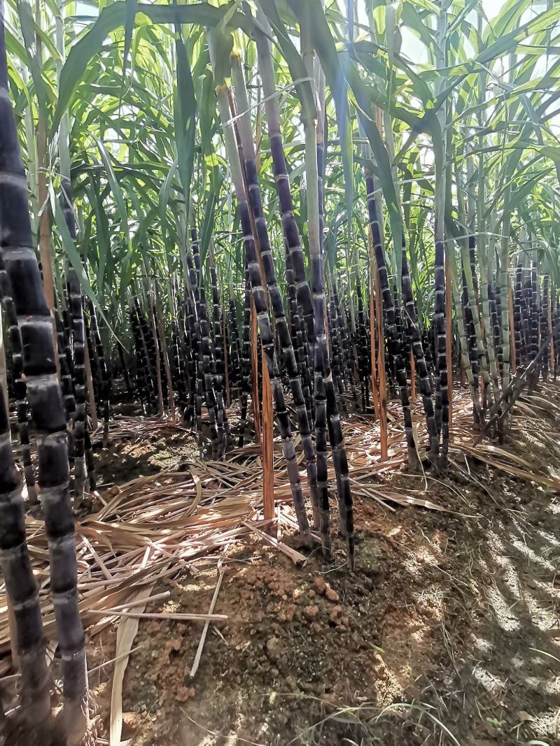 福建黑皮甘蔗，现砍现发，口感好，正宗农家种植，诚信合作！