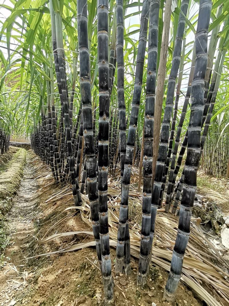 福建黑皮甘蔗，现砍现发，口感好，正宗农家种植，诚信合作！