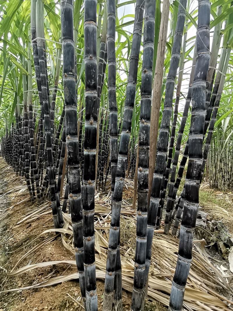 福建黑皮甘蔗，现砍现发，口感好，正宗农家种植，诚信合作！