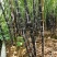 福建黑皮甘蔗，现砍现发，口感好，正宗农家种植，诚信合作！