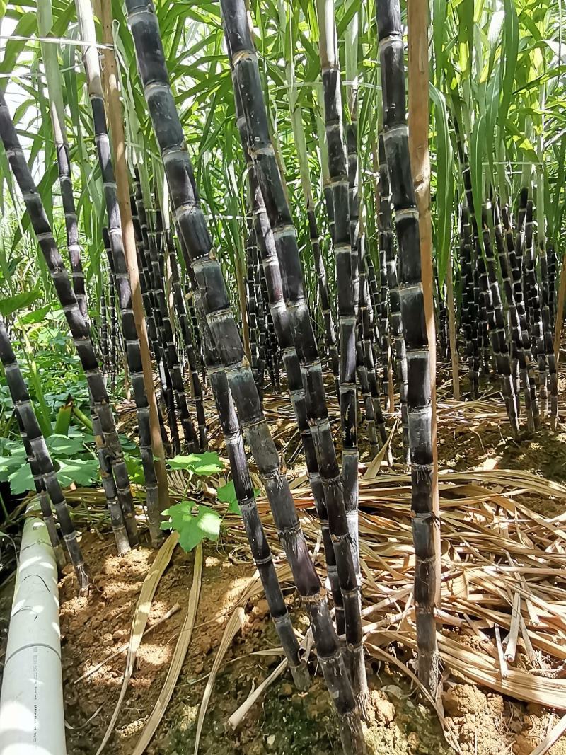 福建黑皮甘蔗，现砍现发，口感好，正宗农家种植，诚信合作！