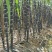 福建黑皮甘蔗，现砍现发，口感好，正宗农家种植，诚信合作！