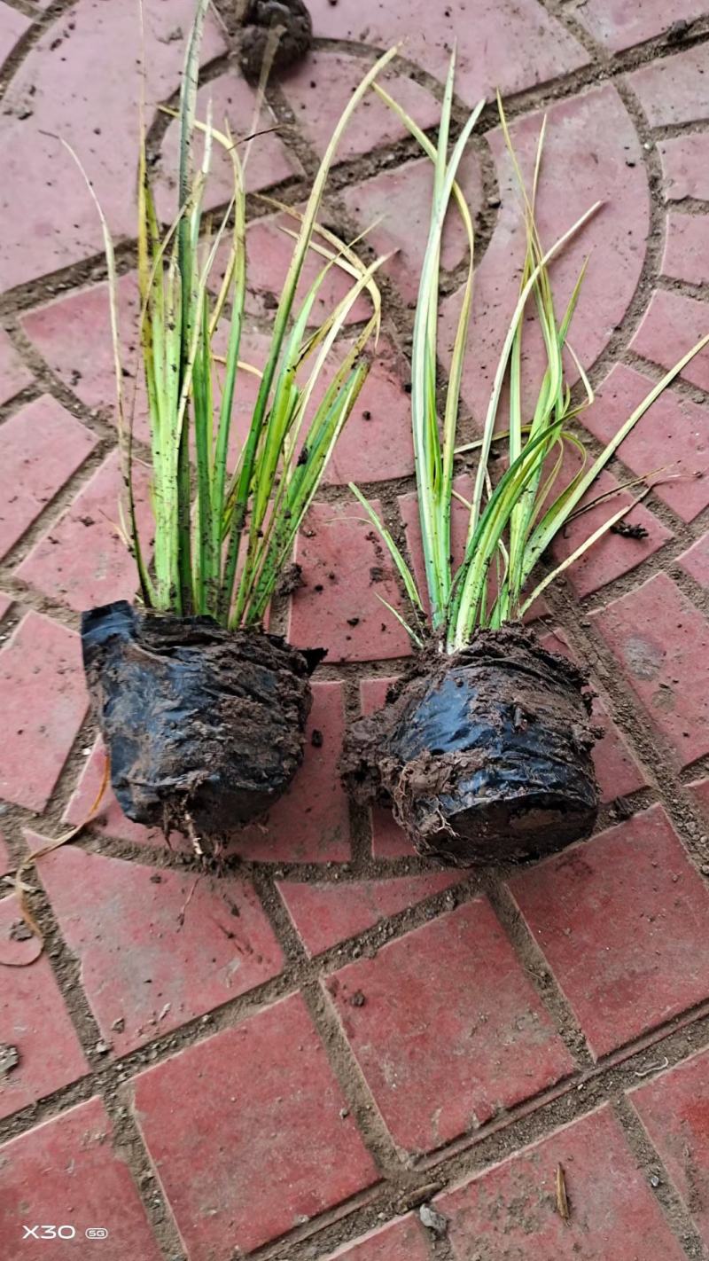 金叶石菖蒲基地直销金叶石菖蒲价格金叶石菖蒲杯苗
