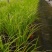 金叶石菖蒲基地直销金叶石菖蒲价格金叶石菖蒲杯苗