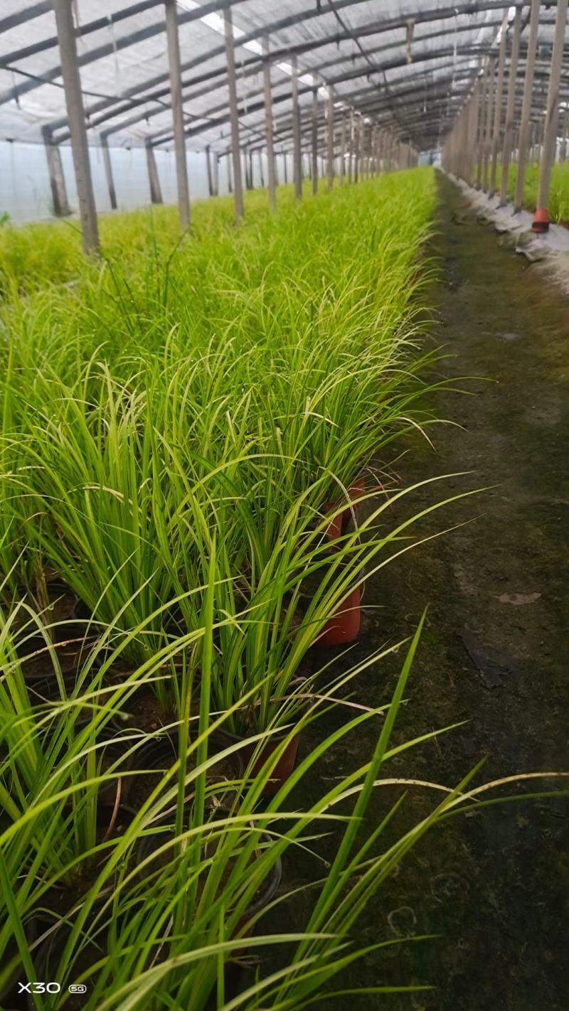 金叶石菖蒲基地直销金叶石菖蒲价格金叶石菖蒲杯苗